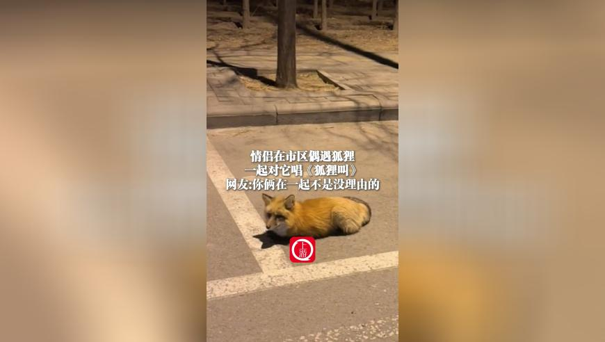 茸主战胜斯蒂尔,494949香港今晚开奖结果,整体规划执行讲解_户外版V1.62